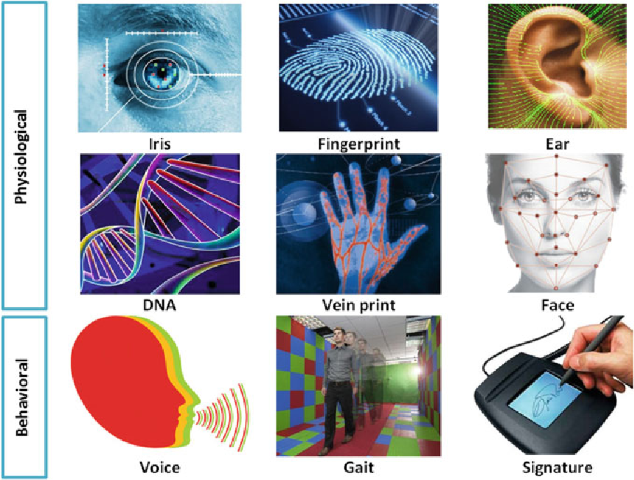 Биометрия это. Биометрия ДНК. Биометрия человека. Биометрические формы. Статические биометрические данные.