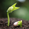 Семена для будущего урожая: хранение и проращивание