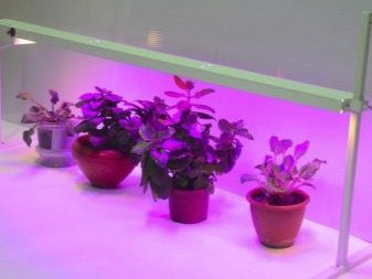 Лампы для растений: разновидности и советы по выбору