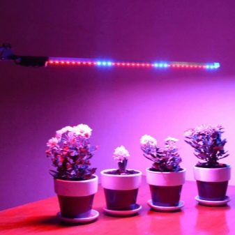 Лампы для растений: разновидности и советы по выбору